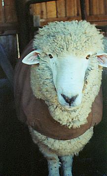 Carl--corriedale ram