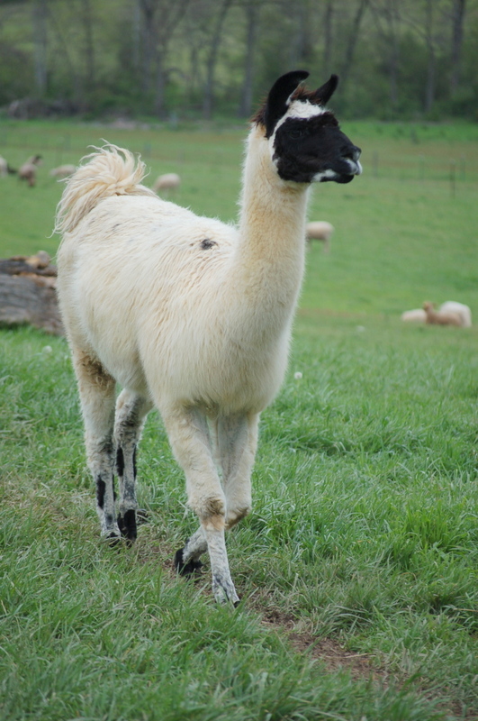 Dolly the Llama