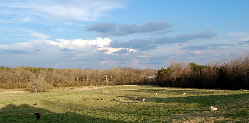 Corriedales on pasture at Bed and Breakfast